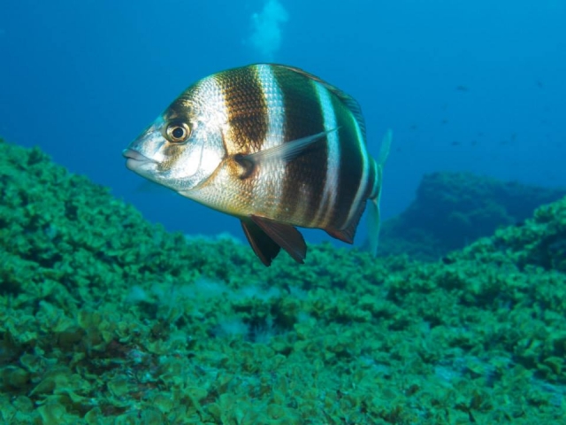  Fish under water 